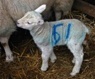 Thumbnail for project: Sheep-rearing at Ferniehaugh farm